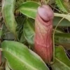 penis-plant-closeup